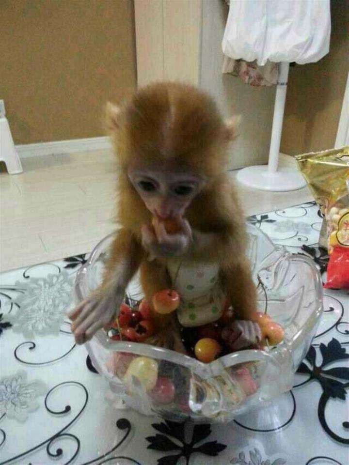 高中毕业证能考执业药师吗